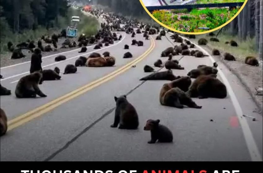 Mijëra kafshë të egra po braktisin papritmas Parkun Kombëtar Yellowstone,