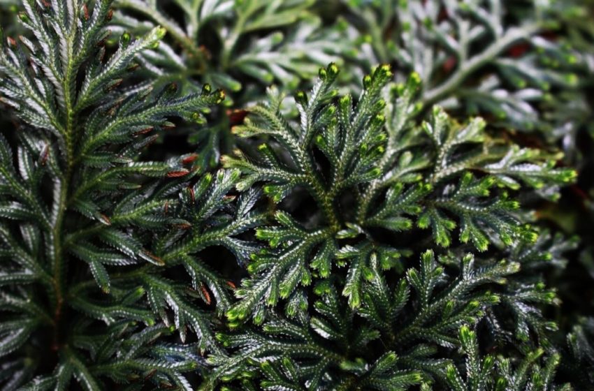  Trendafili i Jerikos: Lulja që jeton midis miteve dhe shkencës